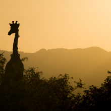 INCENTIVE AFRIQUE DU SUD