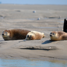 NCENTIVE NATURE EN BAIE DE SOMME