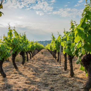 ESCAPE GAME BEAUJOLAIS